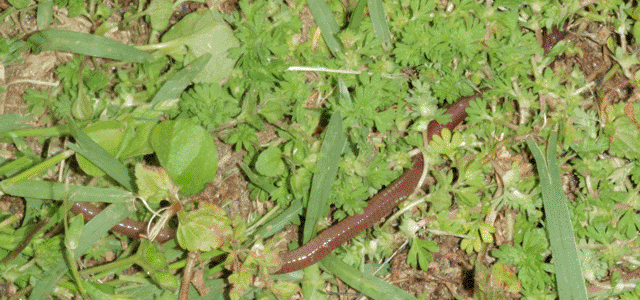 Earthworm, above ground